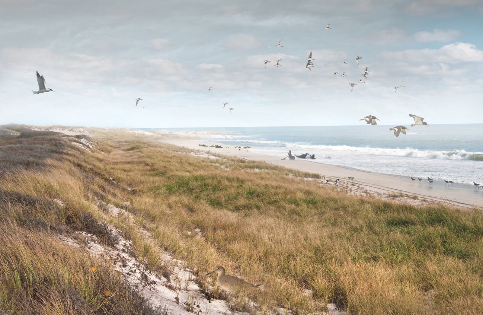 Grassy coastal dunes with seabirds flying above and waves crashing on the shore.