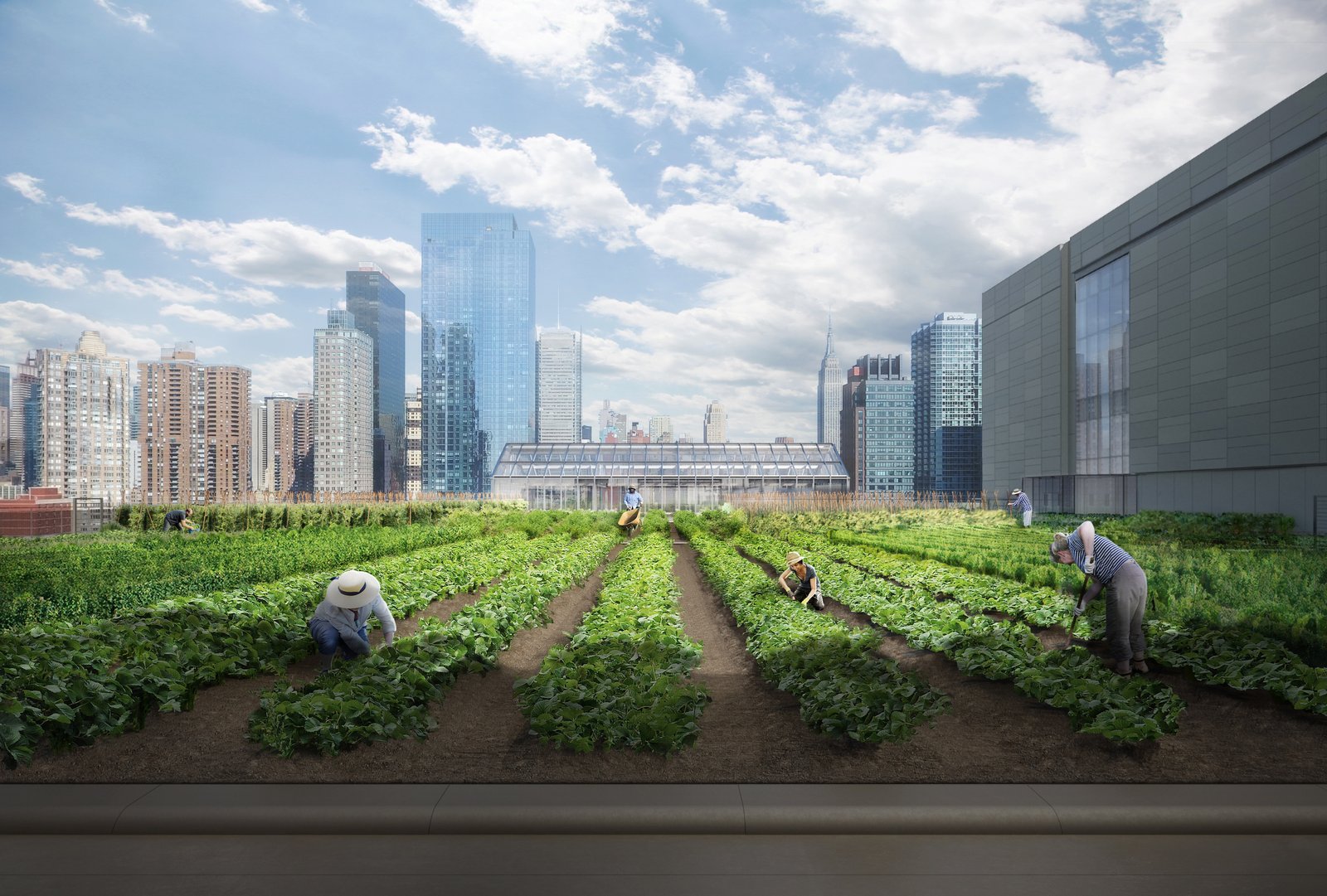 People tend to rows of vegetables growing on a rooftop garden, with tall city buildings filling the background.