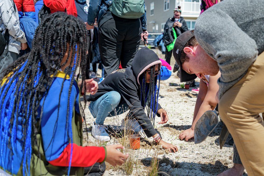 Children and adults planting dune grasses in sandy soil during a community-led restoration event.