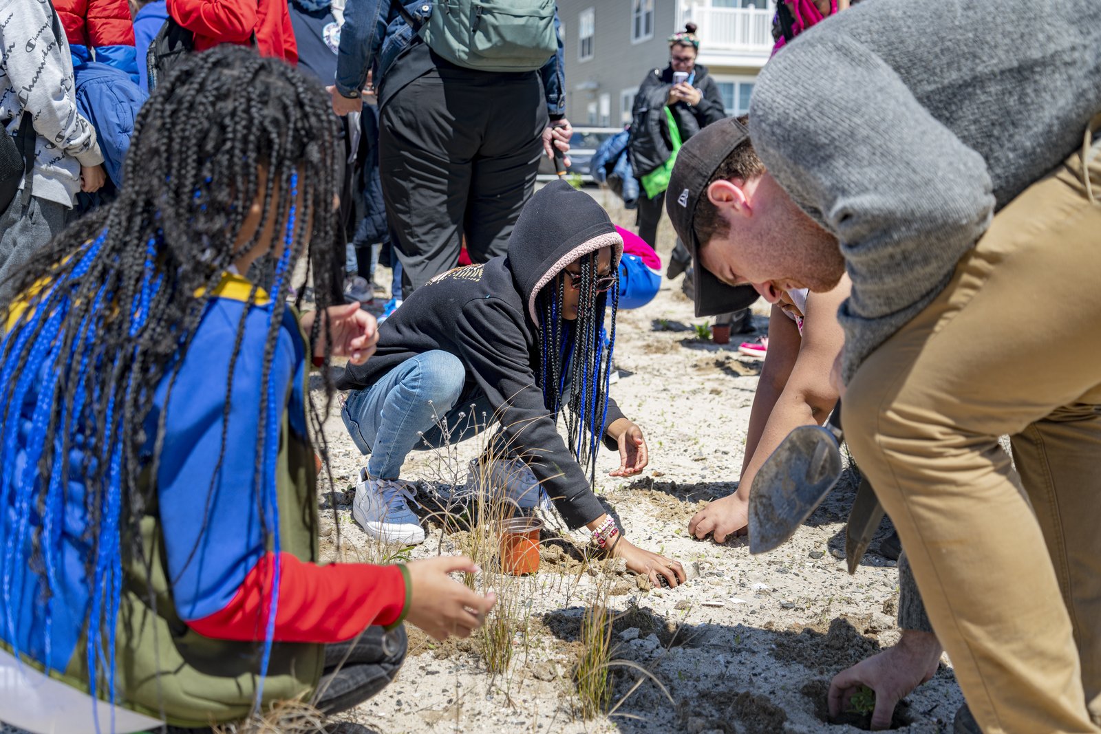 Children and adults planting dune grasses in sandy soil during a community-led restoration event.