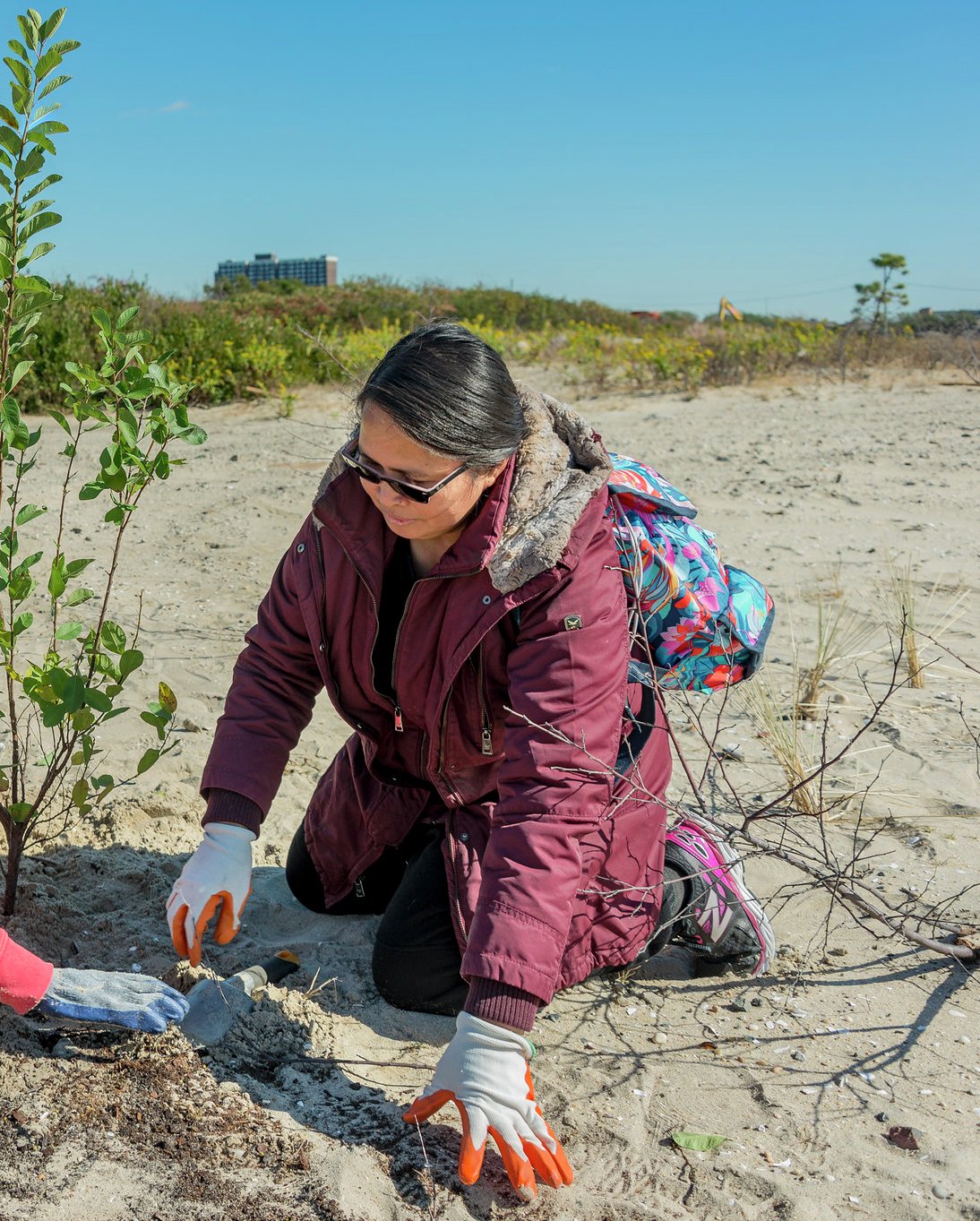 A child and an adult planting a shrub in sandy soil as part of a dune restoration effort.