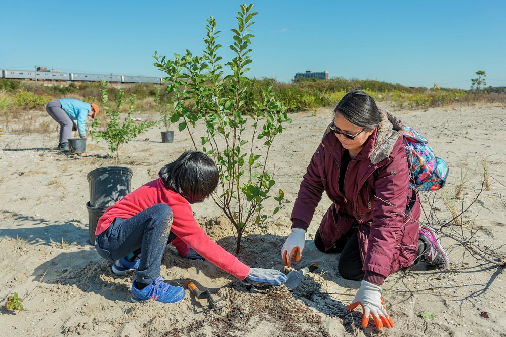 A child and an adult planting a shrub in sandy soil as part of a dune restoration effort.