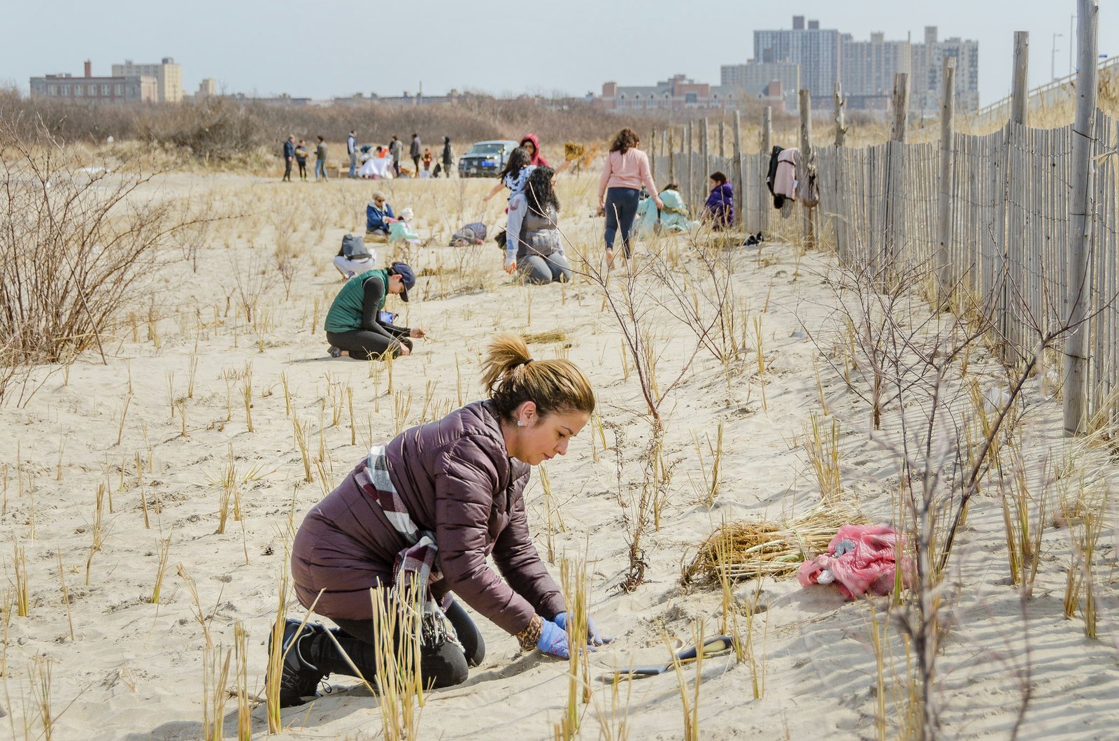 Volunteers planting dune grasses along a sandy shoreline with fencing and urban buildings in the background.