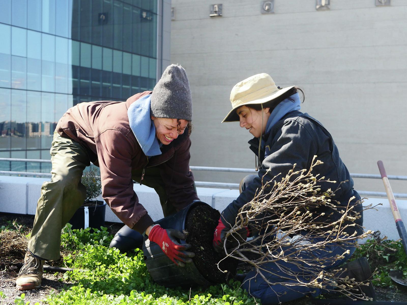 Two farmers plant a tree on the rooftop farm with modern glass buildings visible in the background.